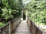 Bridge in Guadeloupe Rainforest